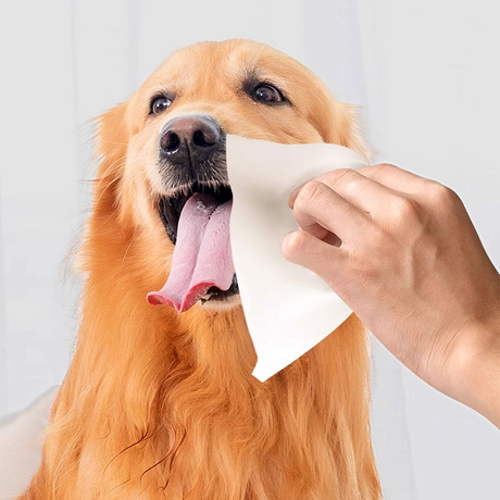 What-wipes-are-safe-for-dogs-&-cats.jpg